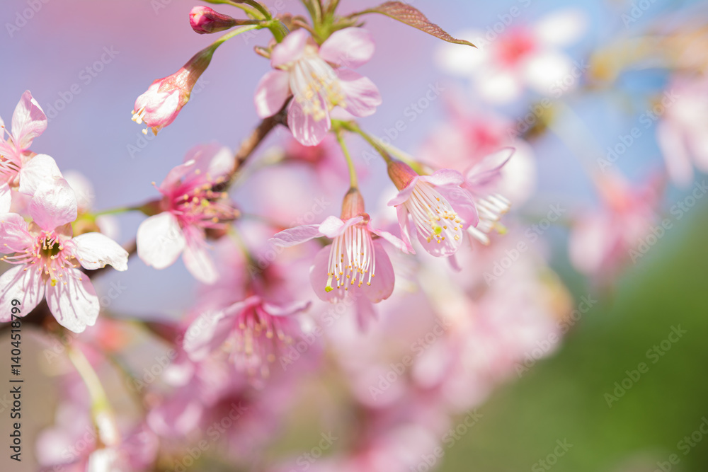 Fototapeta premium Close-up of blooming himalayan cherry blossoms or thai cherry, Prunus cerasoides (Wild Himalayan Cherry)