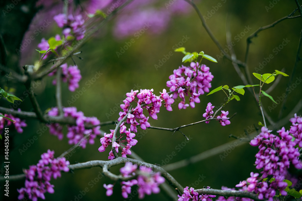 Obraz premium Chinese Redbud in spring