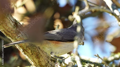Macro Side View: Tufted x Black-crested Titmouse Feeding photo