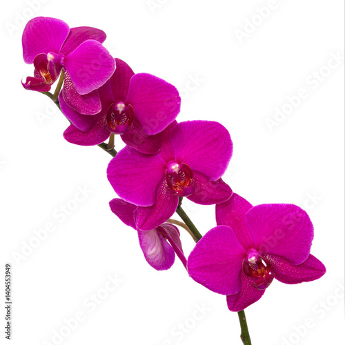 Obraz na płótnie Orchid flower without background w salonie