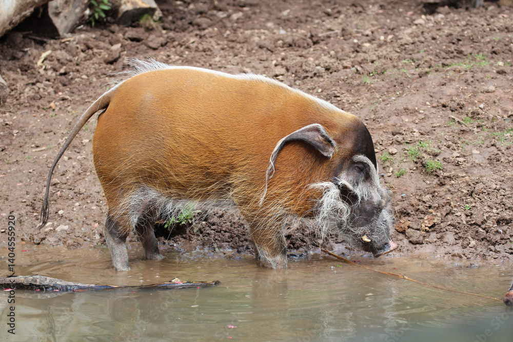 The Crimson Forager: Red River Hog in Natural Habitat (Potamochoerus porcus) - The serene ambiance and vibrant hues of this red river hog make for a compelling scene of untamed beauty! The Crimson Forager: Red River Hog in Natural Habitat (Potamochoerus porcus) - The serene ambiance and vibrant hues of this red river hog make for a compelling scene of untamed beauty!