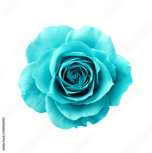 Close-up Top View of a Teal Colored Rose Blossom on a White Background