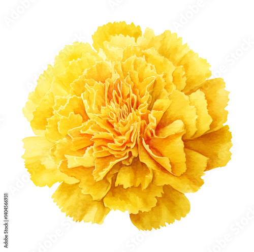 Isolated close up of a beautiful vibrant yellow marigold flower in full bloom on white background