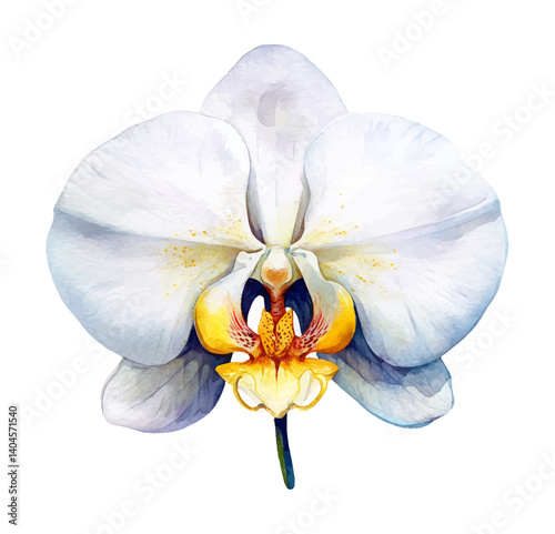 Close up of a single white orchid with yellow accents in watercolor style illustration
