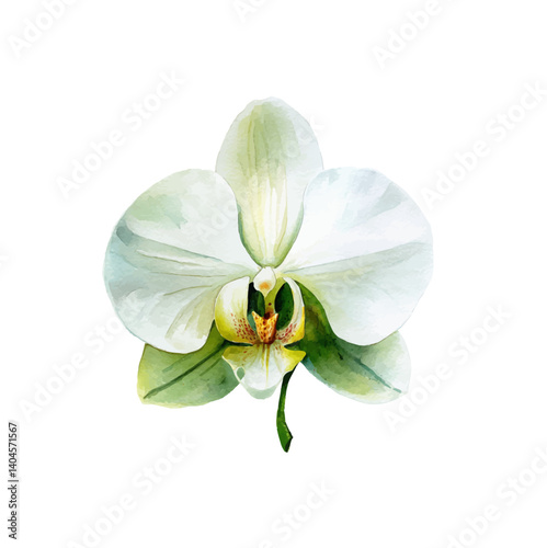 Watercolor painting of single white orchid flower with green leaves isolated on white background