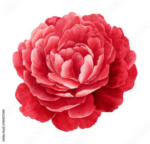 Watercolor painting of a vibrant red peony flower with layered petals on white background