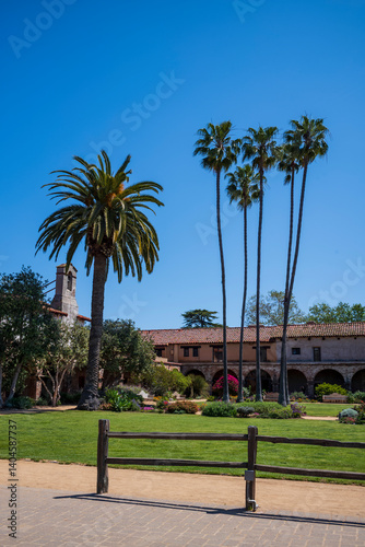 palm trees in the park