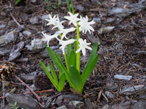 Fotografie White Hyacinths Blooming Beside Delicate Star-shaped Flowers in Spring Garden Mu