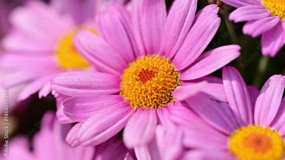 Close-up of a vibrant pink marguerite daisy in full bloom with a bright yellow center, set in a potted garden. Lush green leaves surround the flower, evoking springtime beauty and gardening themes. Close-up of a vibrant pink marguerite daisy in full bloom with a bright yellow center, set in a potted garden. Lush green leaves surround the flower, evoking springtime beauty and gardening themes.