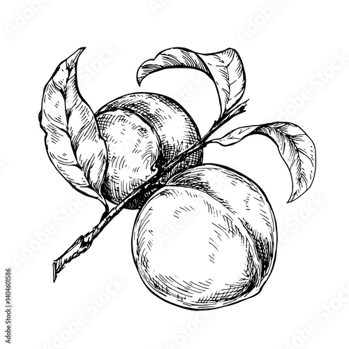 Obraz na płótnie Peach branch sketch ink graphic illustration, draft silhouette drawing, black on white line art. Botanical vintage etching food design. w salonie