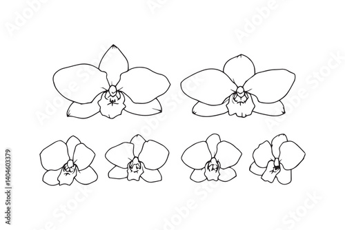 Zygopetalum line art