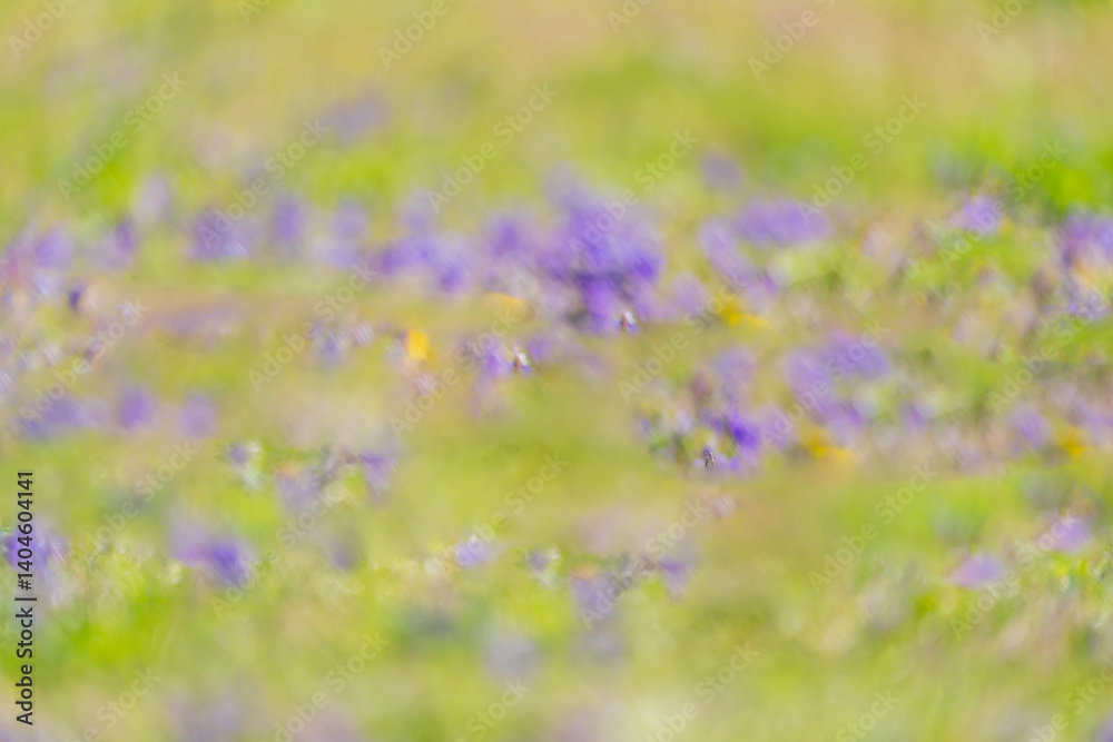 Images of wildflowers blooming fields with soft focus. Images of wildflowers blooming fields with soft focus.