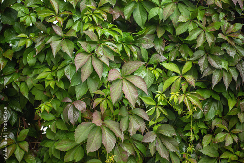Wallpaper Mural Colorful foliage of a creeper (Genus Parthenocissus). Torontodigital.ca