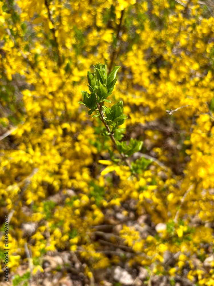 Close up of blooming green plant against bush with yellow flowers Close up of blooming green plant against bush with yellow flowers