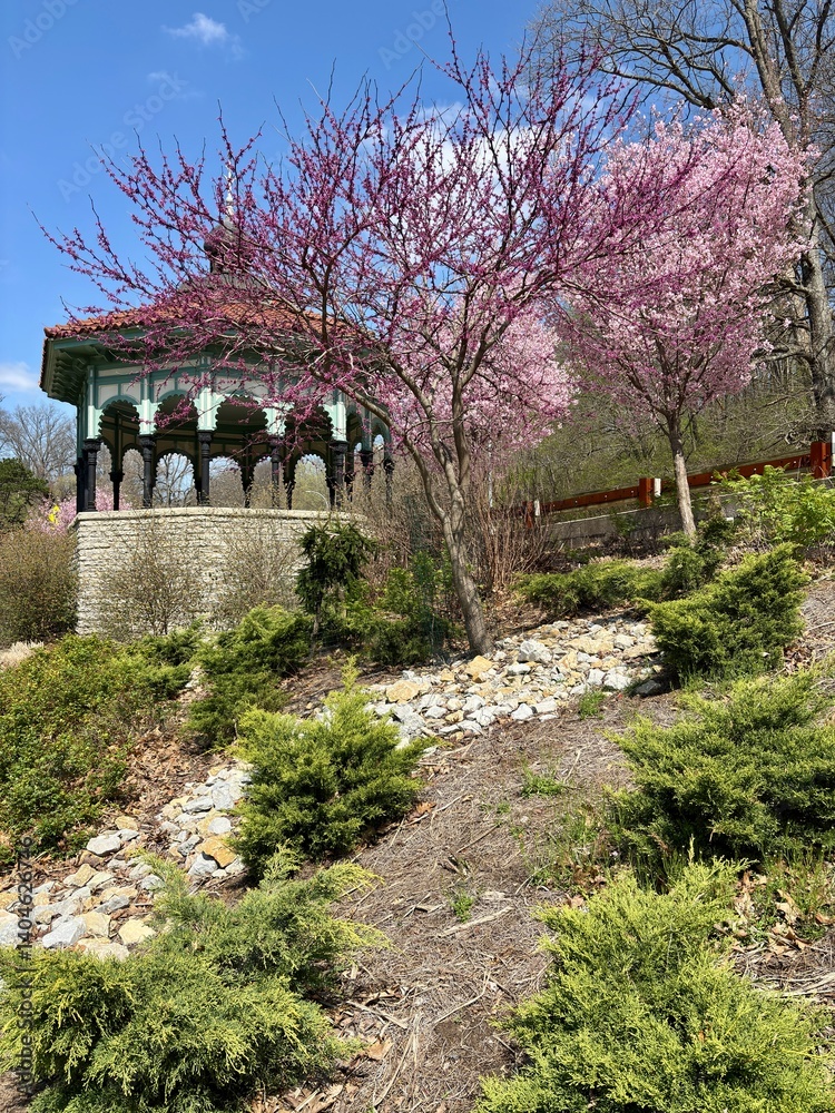 Obraz premium Gazebo behind vibrant pink flowering trees on hillside in Eden Park