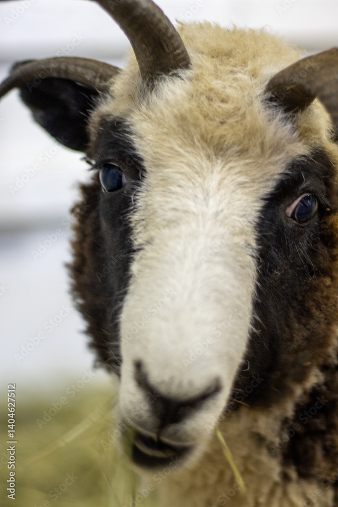 Close-up of black and white ram with 4 horns Close-up of black and white ram with 4 horns