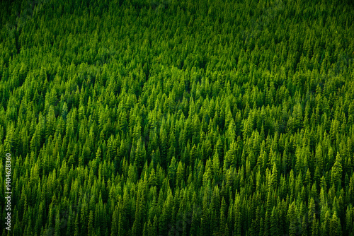 Fotografie Green forest trees on a mountain