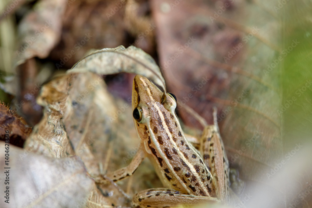 Obraz premium Close-up view of frog on leaf