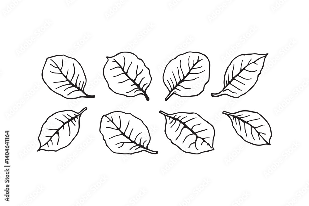 Maranta line art Maranta line art