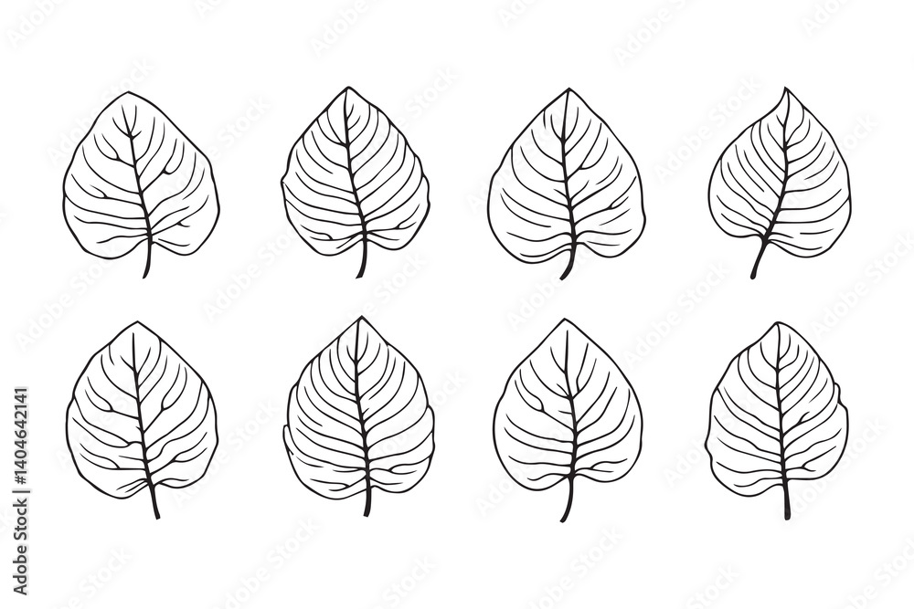 Obraz premium Maranta line art