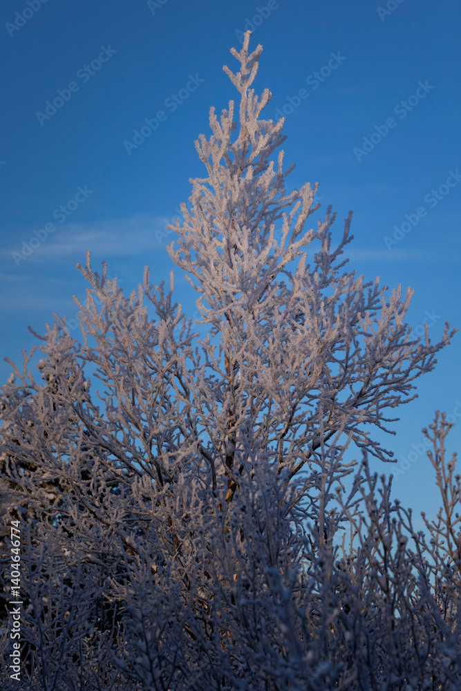 Sun shining on frosty tree in Alaska. Sun shining on frosty tree in Alaska.