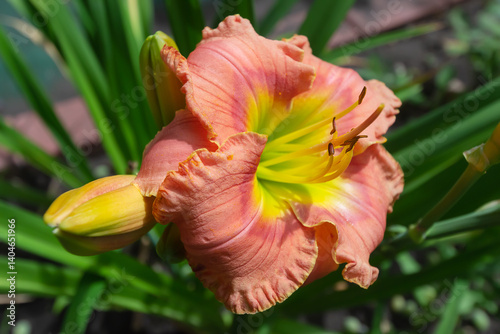 Pink daylily with yellow center in the garden close-up. Selective focus