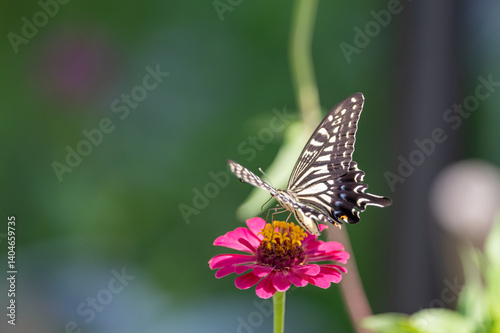 花の蜜を吸うアゲハチョウ
