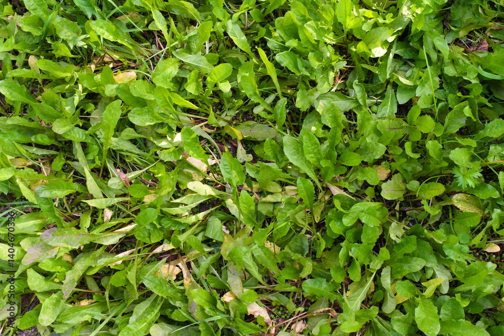 Obraz premium green leaves background