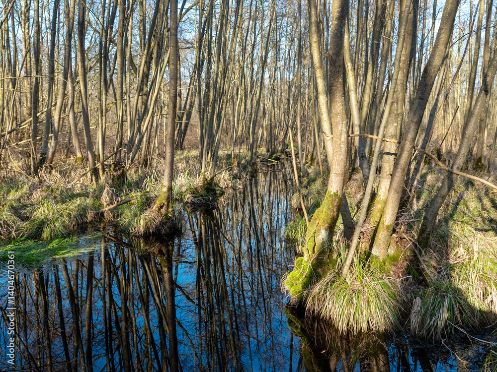 alder forest and blue sky reflected in water of ditch