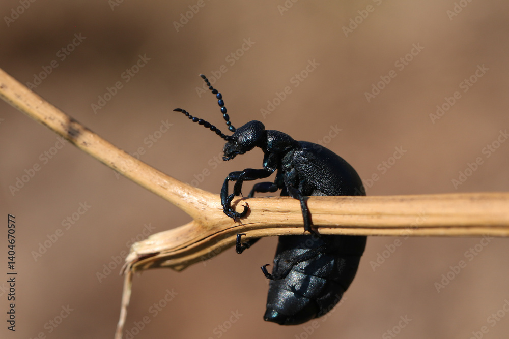A Black Oil Beetle, Meloe proscarabaeus, walking over a plant.