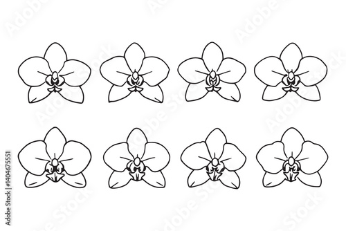  Phalaenopsis line art