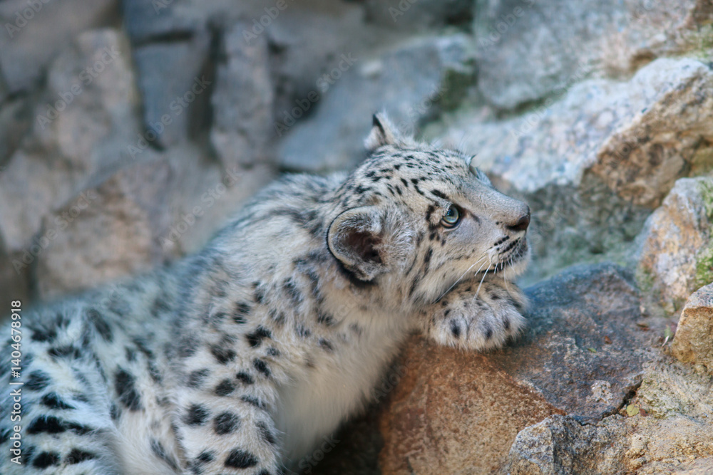 Obraz premium snow leopard portrait