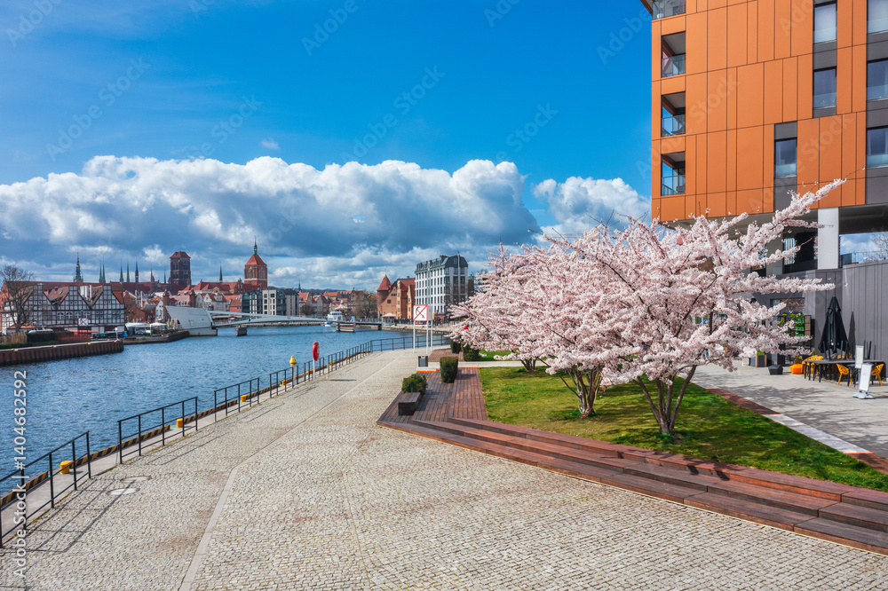 Spring flowers blooming on the trees over the Motlawa river in Gdansk. Poland