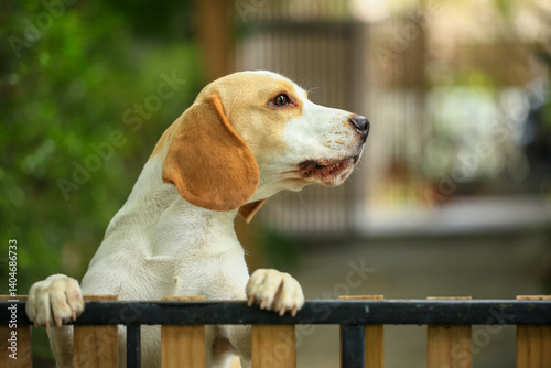 Portrait of a cute beagle dog, young brown beagle. Selective focus.