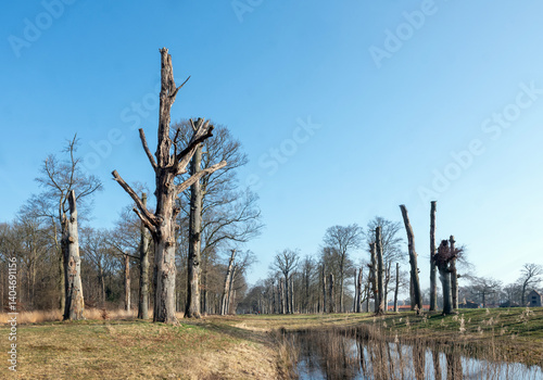 dead beech treees near leersum in dutch province of utrecht in holland