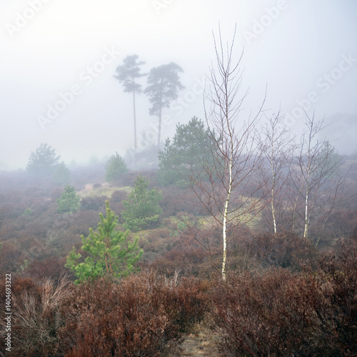 Obraz na płótnie heath landscape near amersfoort in the netherlands dutring mist in winter w salonie