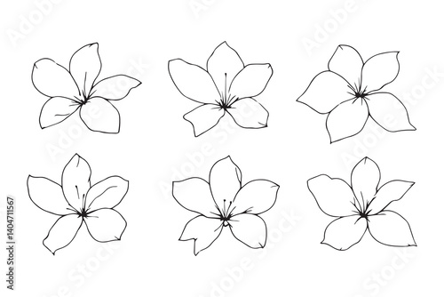Tuberose line art