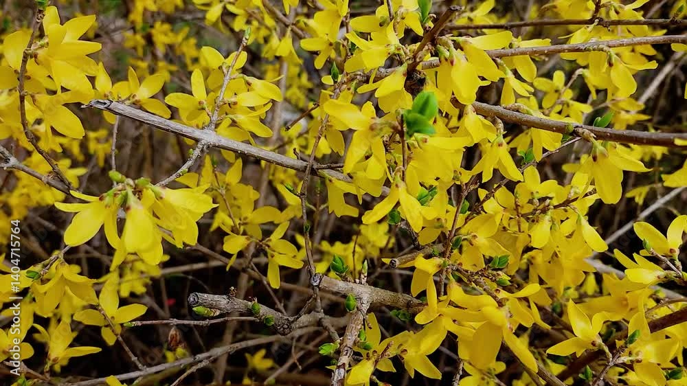 한국,개나리,꽃,Korea, flower