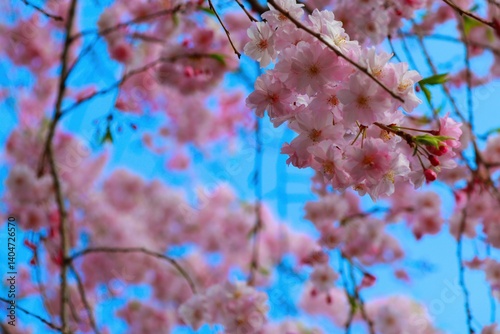 空に映えるしだれ桜