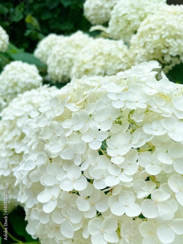白い紫陽花