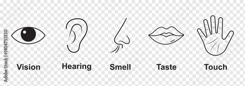 Human sense icons. Five human senses icons. Vision smell hearing touch taste senses fillings. Five fillings icons. Vector Illustration. Vector Graphic. 
