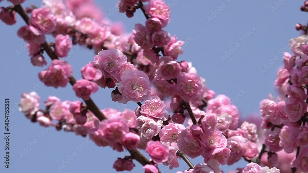 The joy of seeing spring flowers
봄꽃을 보는 기쁨 The joy of seeing spring flowers
봄꽃을 보는 기쁨