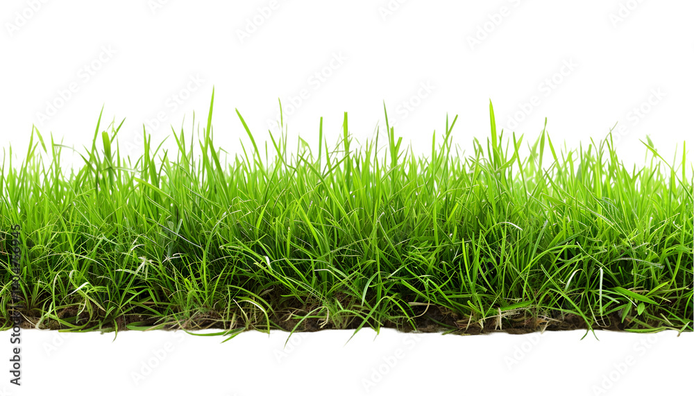 Fototapeta premium A close up view of a patch of bright green grass against a black background in a horizontal shot