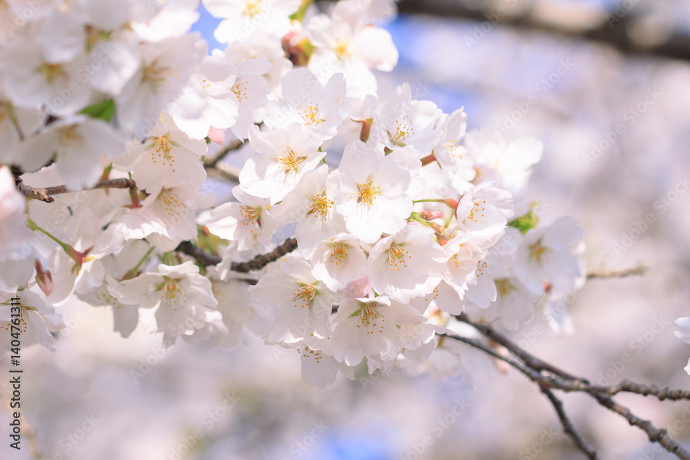 桜 桜
