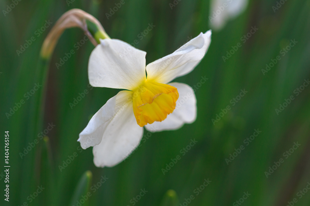 Fototapeta premium 水仙
