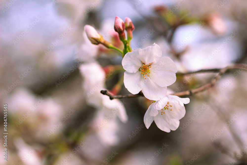 Fototapeta premium 桜