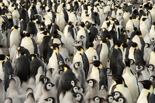 Colony of emperor penguins at Snow Hill Island, Weddell Sea, Antarctica, Polar Regions