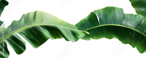 A banana leaf, isolated on a transparent background, creating a tropical and lush design.