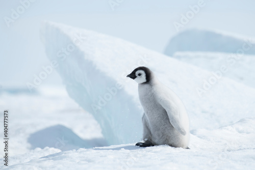Lonely Emperor Penguin chick on snow in Antarctica