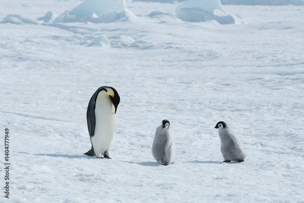 Obraz premium Emperor Penguin with two chicks in Antarctica 